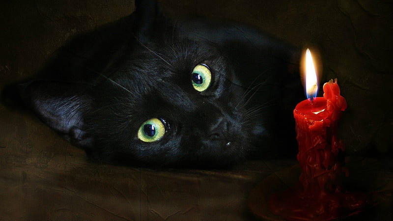 red, candle, witch, black, cat, animal, fire, flame, eyes, HD wallpaper