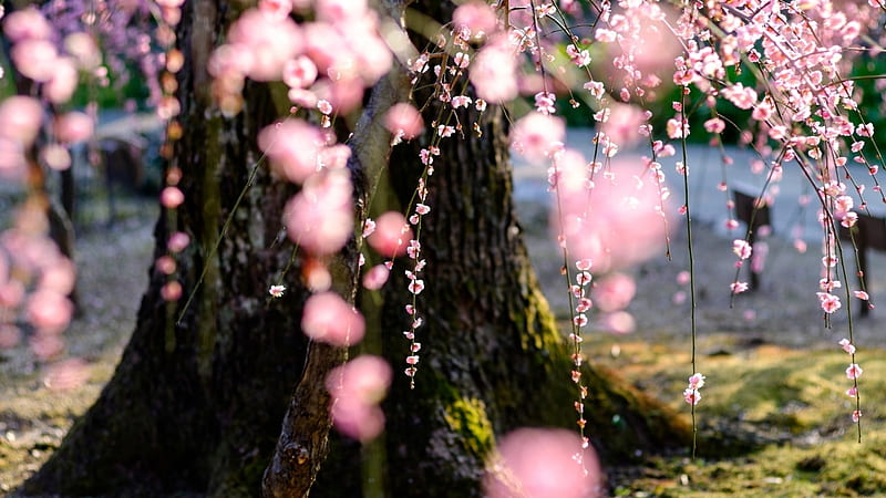 Cherry Blossoms, sakura, japanese, spring, tree, blossom, japan, flowers, nature, pink, cherry, HD wallpaper