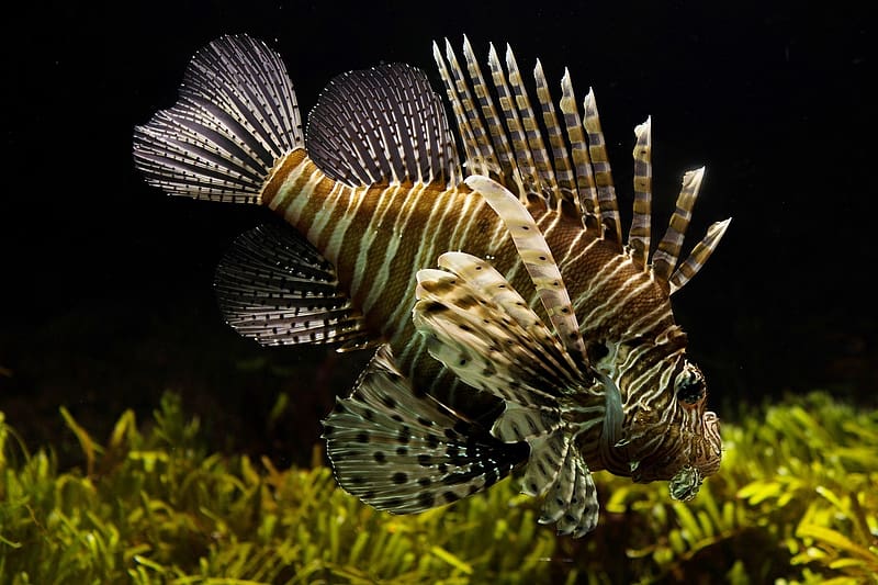 Lionfish, viz alatti elet, uszas, hal, oroszlanhal, viz alatti, HD wallpaper