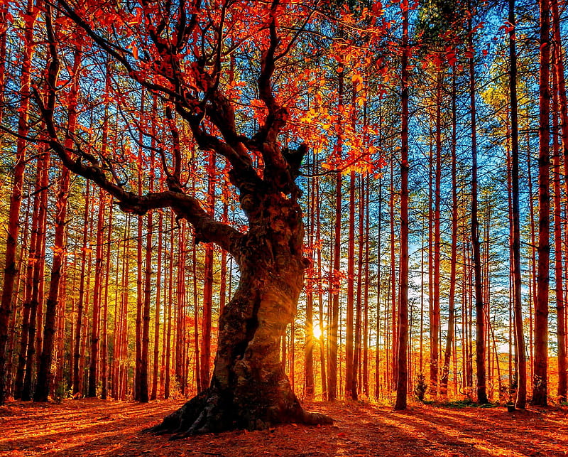 Autumn, foliage, leaves, nature, oak, sunlight, sunrise, sunshine, tree, HD wallpaper