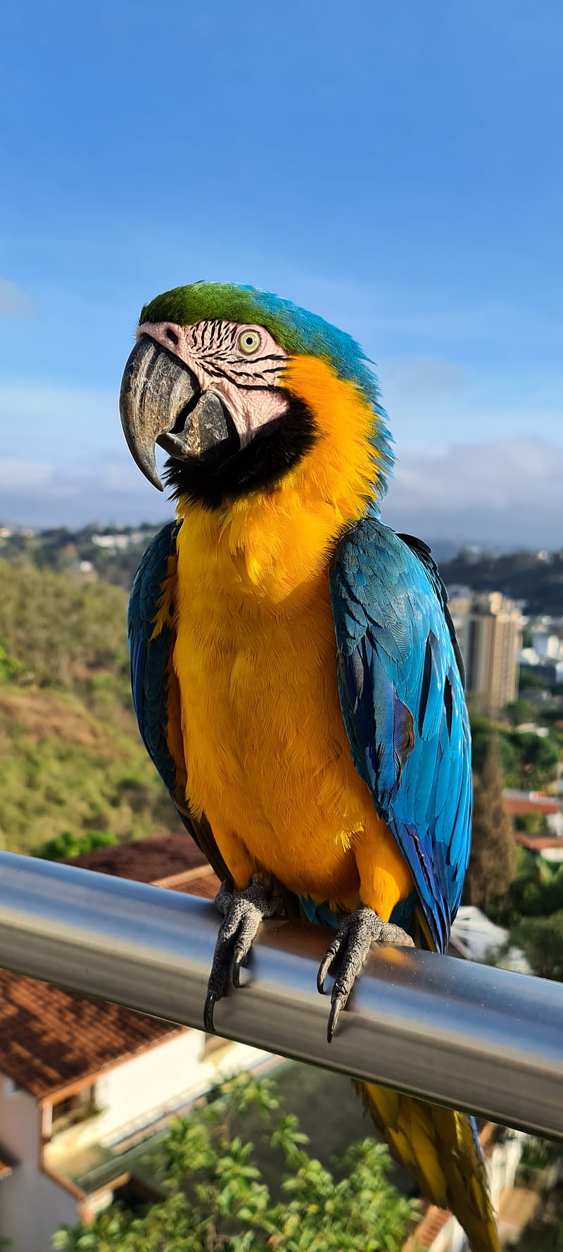 Macaw in the City, animals, aves, guacamaya, naturaleza, nature, parrot, parrots, HD phone wallpaper