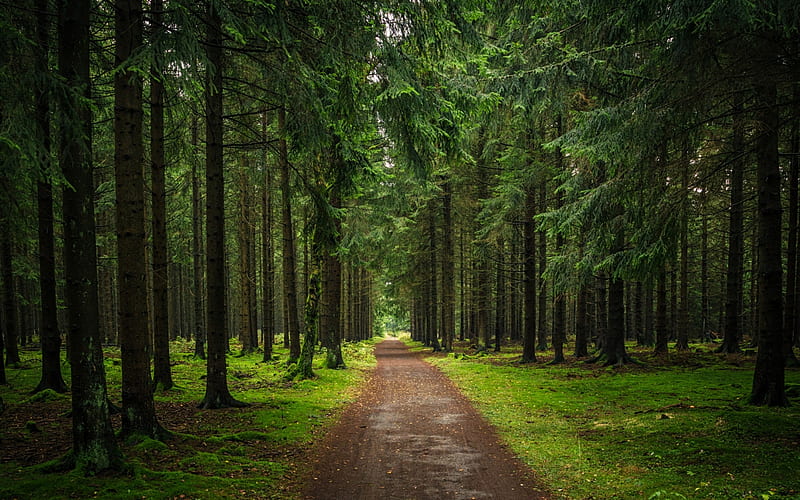 Forest Path, forest, grass, moss, path, trees, HD wallpaper | Peakpx