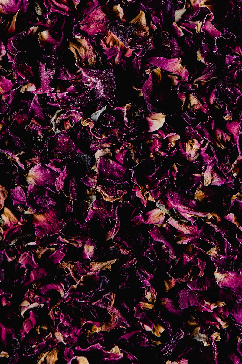 Purple and Brown Leaves on Ground, HD phone wallpaper