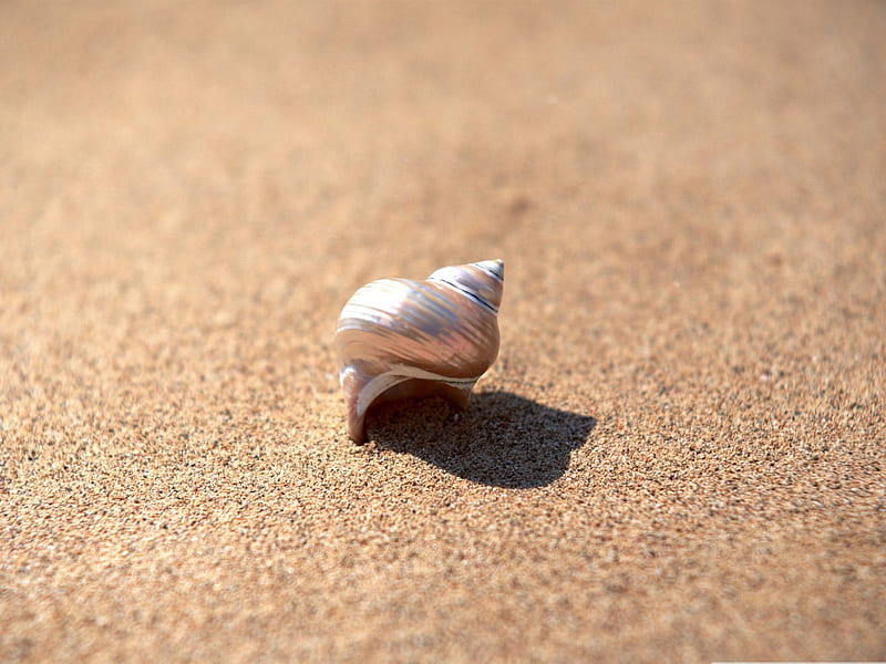 snail shell-snail album, HD wallpaper
