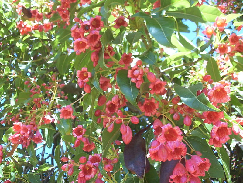 Native flowers, red, tree, flowers, bell shaped, native, HD wallpaper