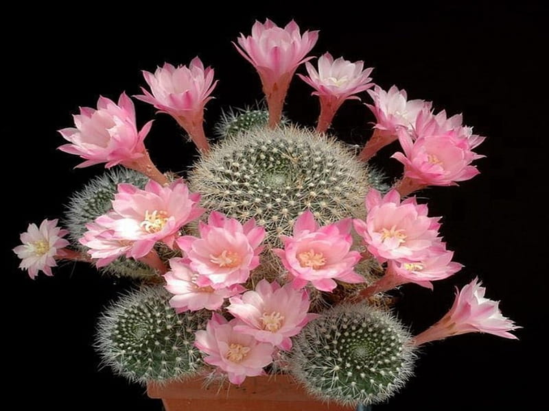 Cactus, flower, bonito, pink, HD wallpaper