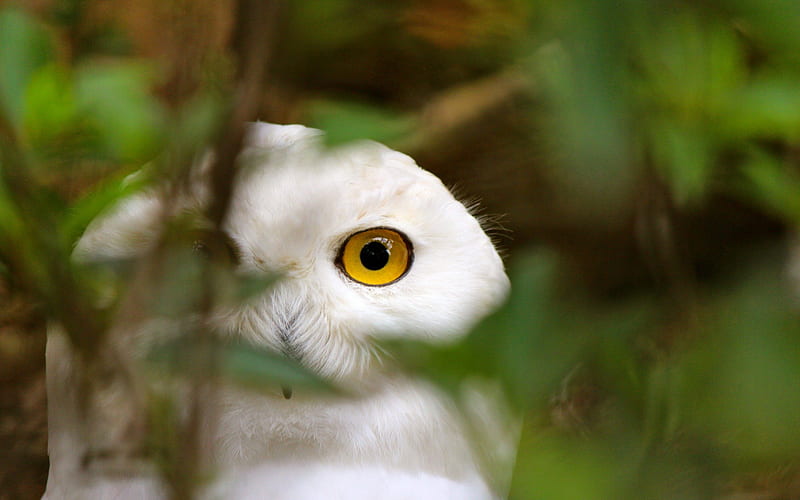 Owl, branch, watching, tree, leaves, bird, twig, nature, white, eyes, HD wallpaper