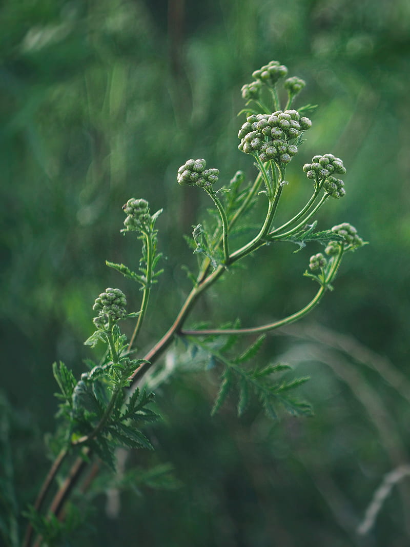 plant, inflorescences, buds, green, macro, HD phone wallpaper