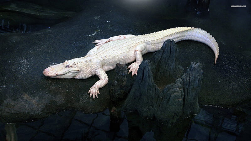 White Alligator, alligator, wildlife, nature, animals, HD wallpaper