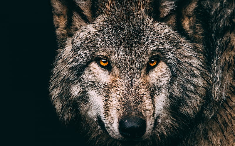 bozkurt, forest animals, predators, wildlife, wolf eyes, wolves, wild animals, HD wallpaper