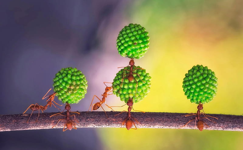 yellow, branch, ants, ball, acrobatic, green, macro, insect, funny, pink, HD wallpaper