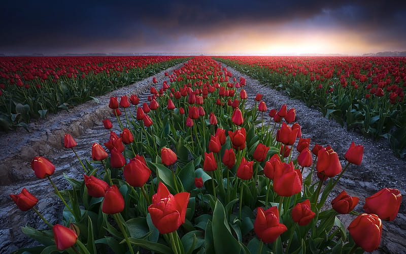 Tulips Field, Tulips, Field, Flowers, Sunset, HD wallpaper | Peakpx