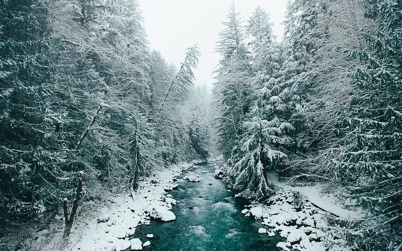 winter, forest, river, snow, winter forest, HD wallpaper