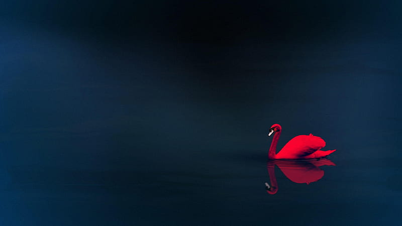 Swan , swan, birds, HD wallpaper