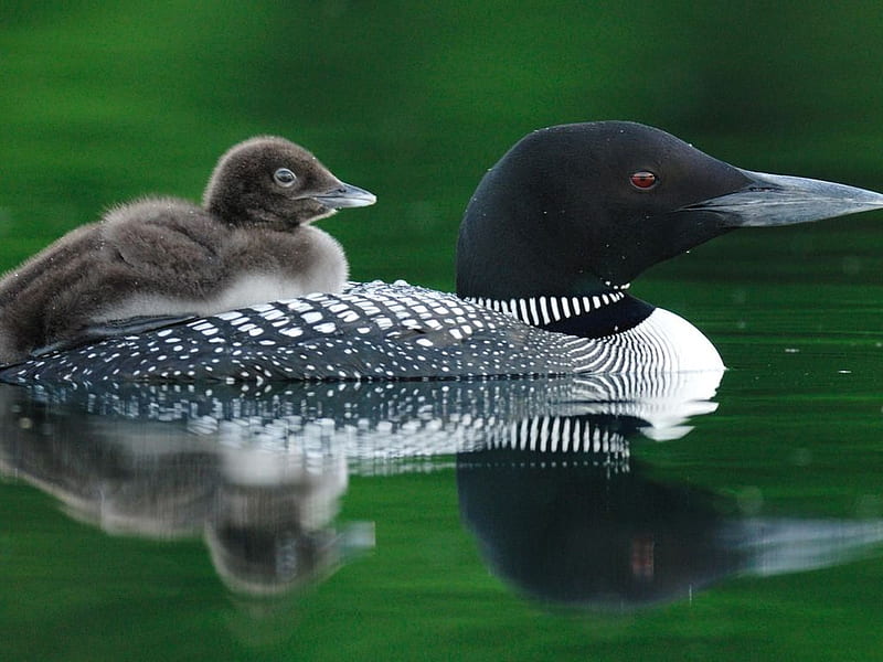Common Loon With Chick Quebec, cute, green, beaut, mother, son, lake, HD wallpaper