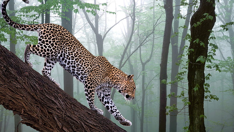Gorgeous Leopard, leopard, tree, woods, walking, tree trunk, gorgeous, HD wallpaper