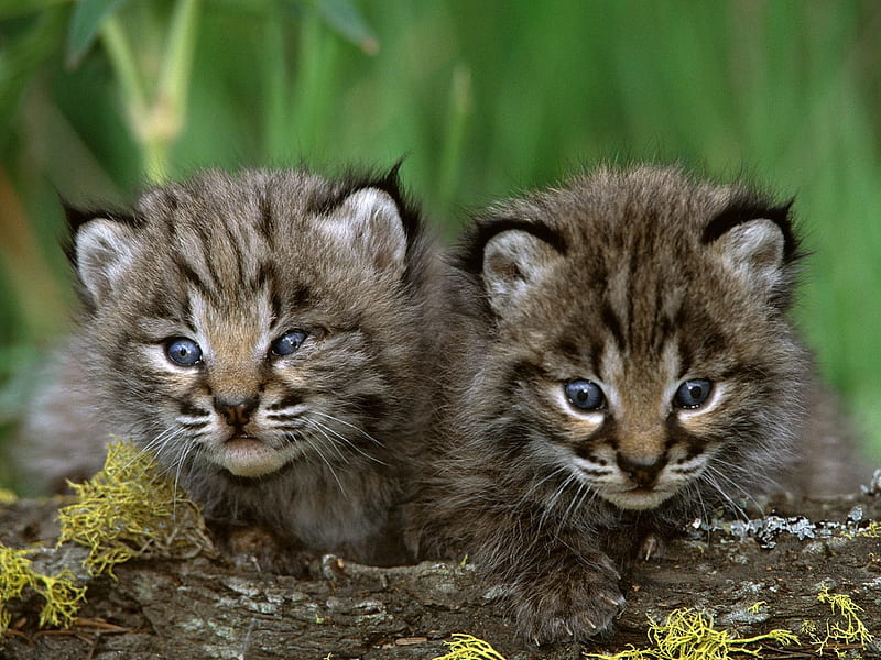 New Born Bobcat Kittens, grass, newborn, moss, wildcats, bobcat kittens, log, HD wallpaper