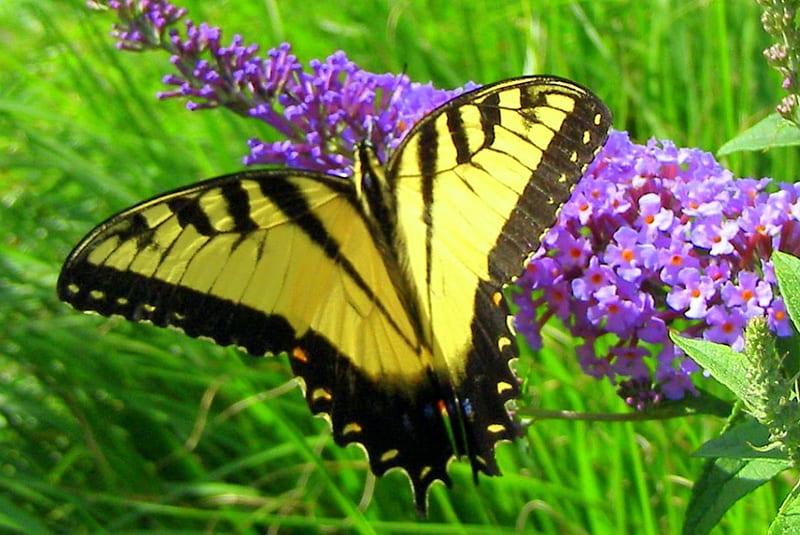 Beautiful Butterfly, butterfly, purple, bush, flowers, insects, animal, HD wallpaper