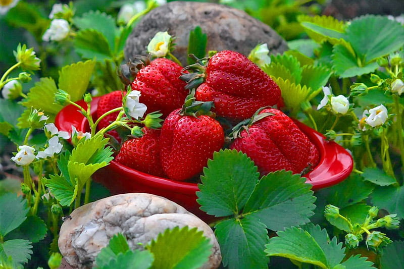 Yummy strawberries, red, pretty, fruits, bonito, leaves, nice, stones, yummy, strawberries, delicious, lovely, berries, plate, summer, garden, nature, field, HD wallpaper