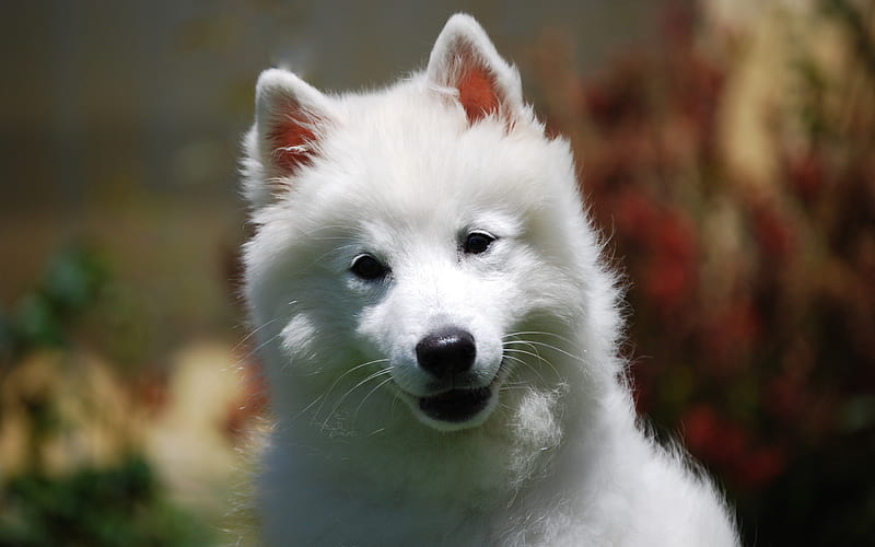 Samoyed, white dog, domestic pet, white dogs, puppy, HD wallpaper