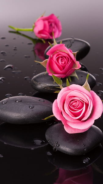 Rose -, flowers, bonito, HD phone wallpaper