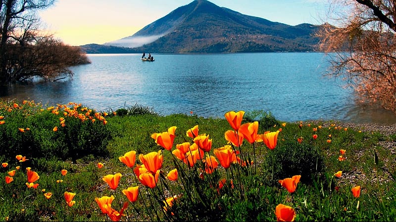 Spring wildflowers in Lake County California are in full bloom, usa, clouds, blossoms, tulips, hills, water, boat, sky, HD wallpaper