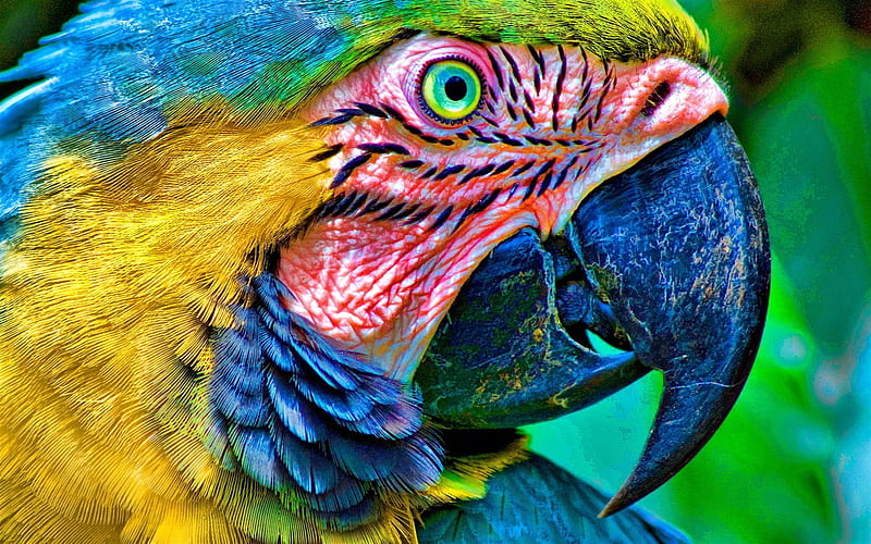 Ara, close-up, parrots, birds, R, HD wallpaper