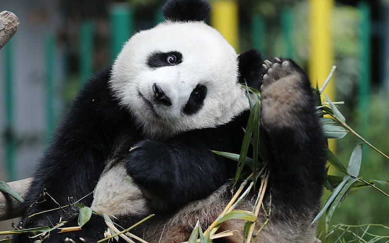 Panda, bamboo, cute bear cub, big panda, forest animals, China, HD wallpaper