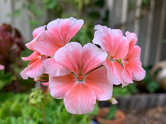 HD geraniums wallpapers | Peakpx