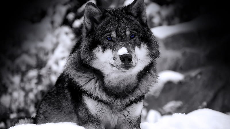 GreyWolf, soft, animal, winter, graphy, snow, wild, beauty, wolf, fur, HD wallpaper