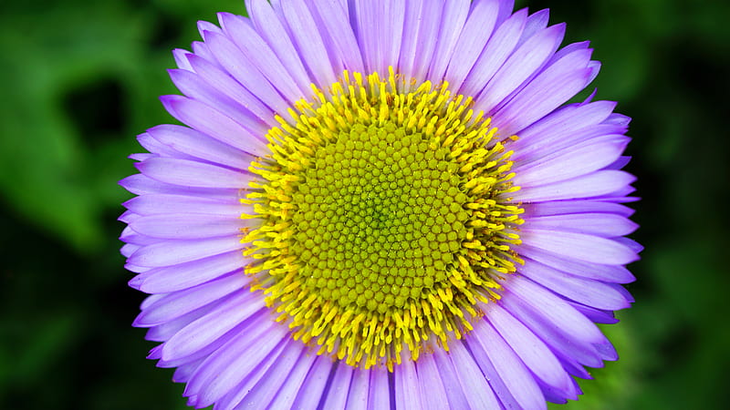 Micro graphy Purple and Yellow Flower, HD wallpaper