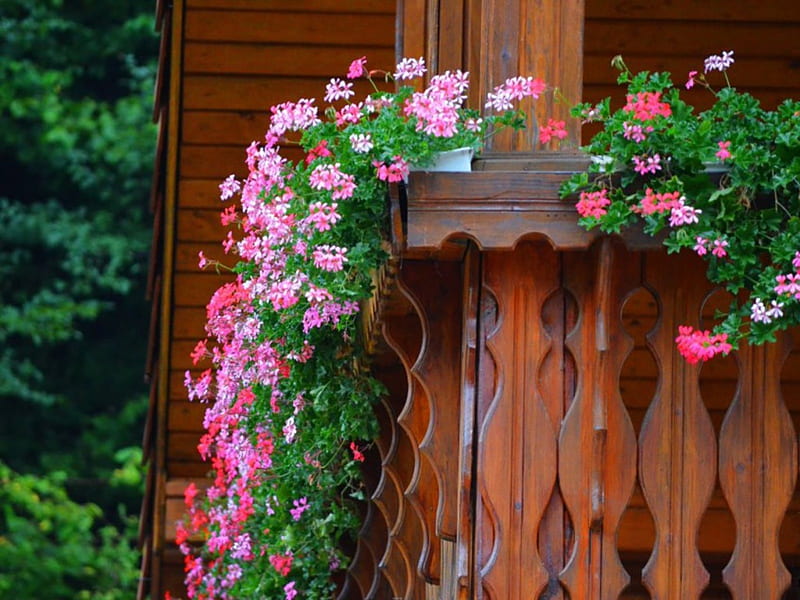 Flowers in balcony, flowers, petals, nature, balcony, HD wallpaper