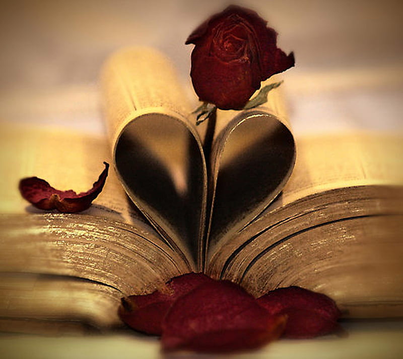 Love A Book, bonito, book, gold, heart, love, old, page, red, rose, forma, HD wallpaper