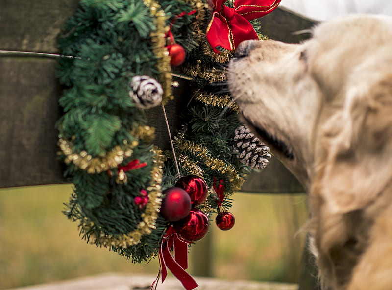 dog smelling garland wreath, HD wallpaper
