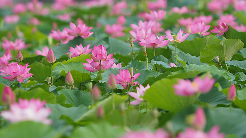 Pink Water Lily Flowers Buds With Green Leaves Flowers, HD wallpaper