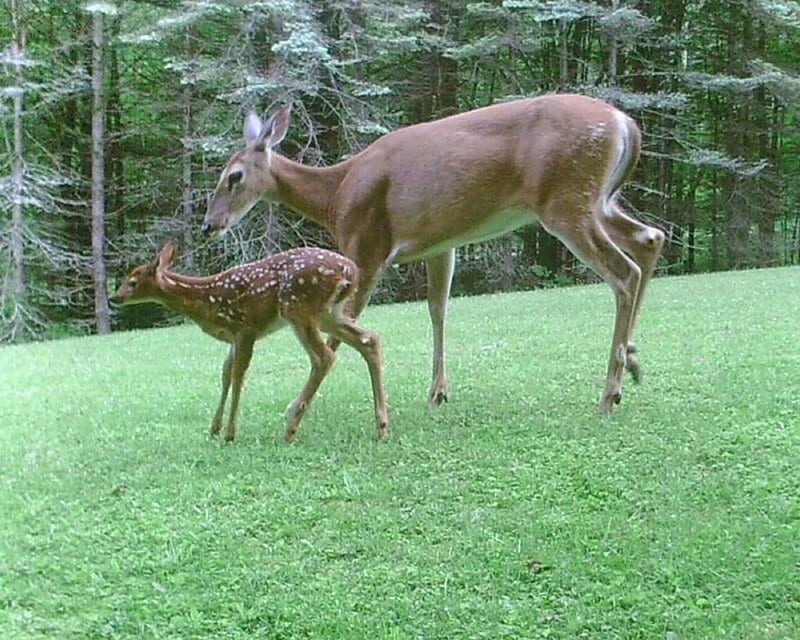 mom and child deers, cute, nature, deers, animals, deer, HD wallpaper