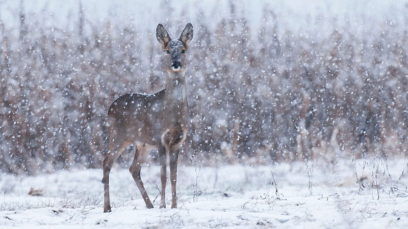 Deer Is Standing On Snow Falling During Winter Animals, HD wallpaper