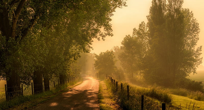 Foggy Tree-lined Road, Trees, Fog, Shadows, Roads, Nature, HD wallpaper