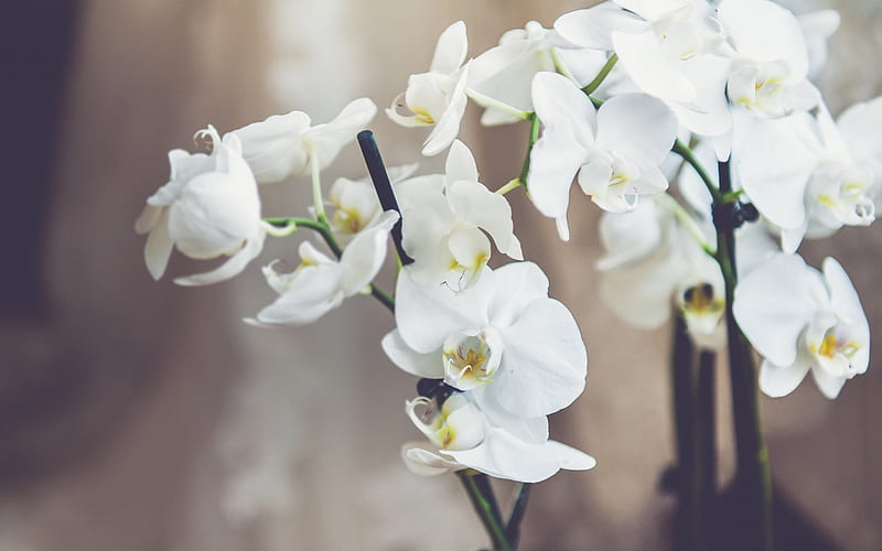 white orchids, tropical flowers, orchids, orchid branch, HD wallpaper