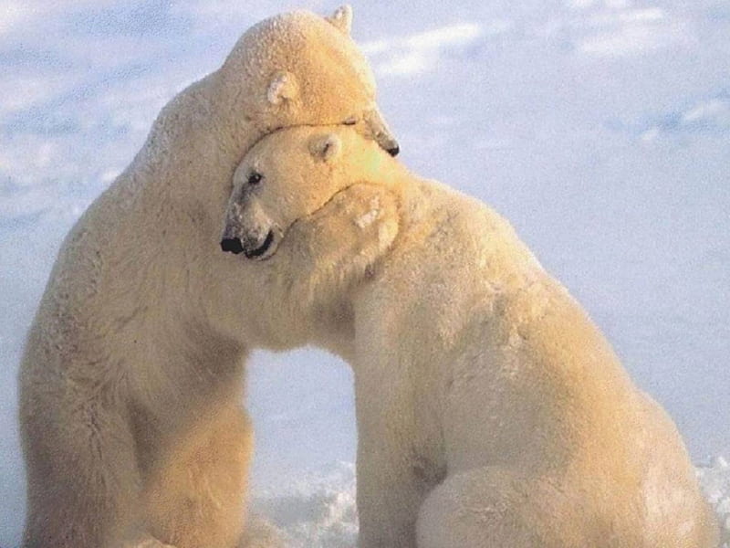 Big hug, hug, big, bears, white, animals, winter, HD wallpaper | Peakpx