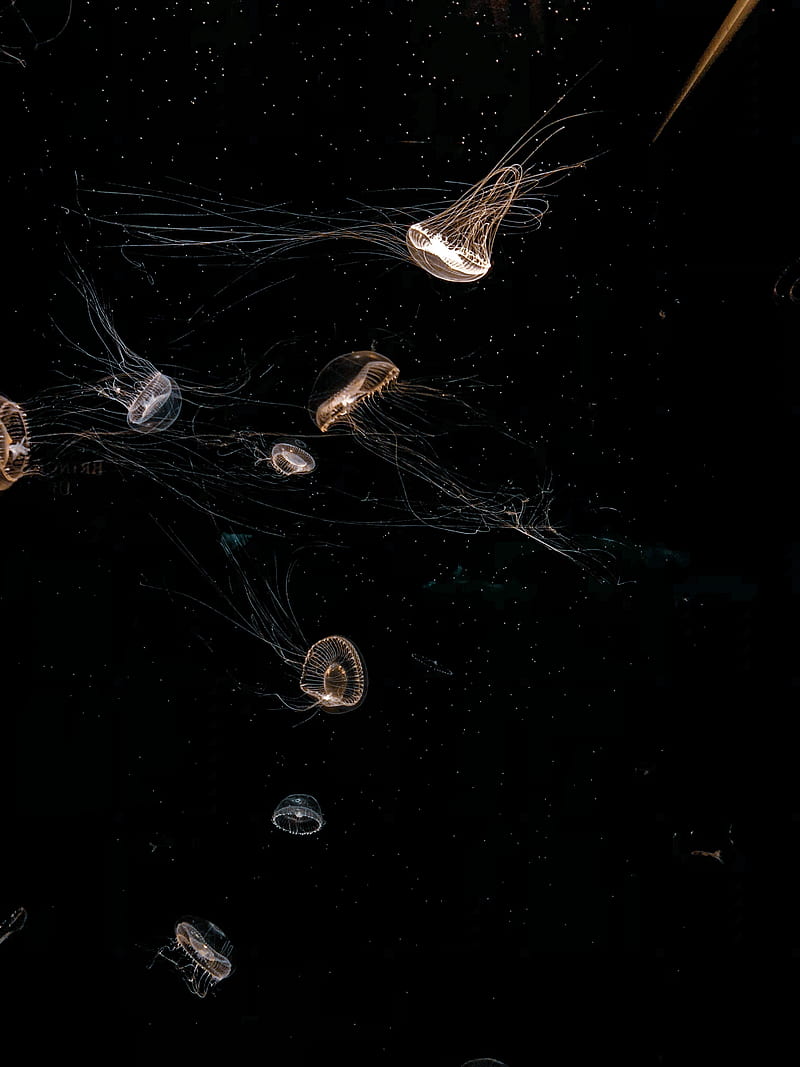 jellyfish, tentacle, black, bonito, HD phone wallpaper