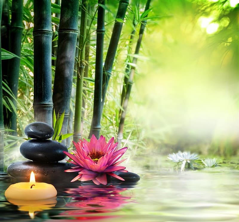 CANDLE, Lotus, Bamboo, Stones, HD wallpaper | Peakpx