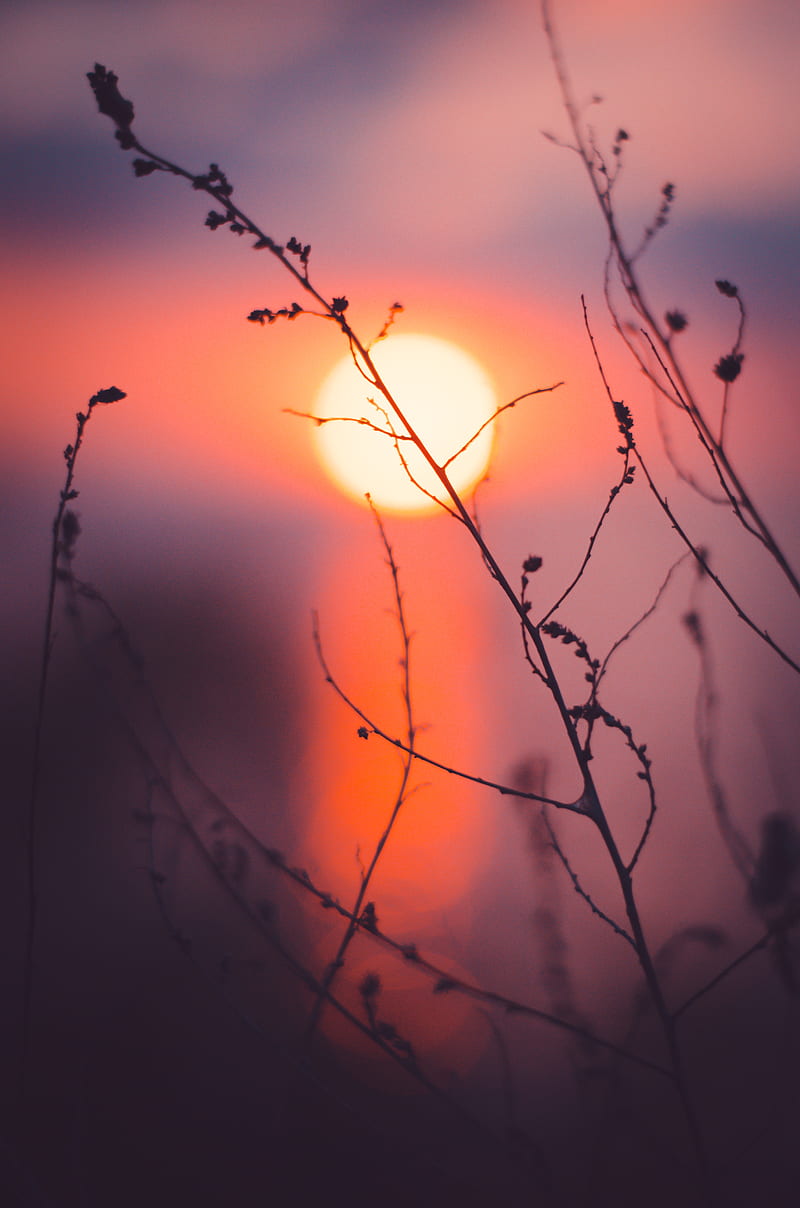 grass, sunset, sun, macro, HD phone wallpaper