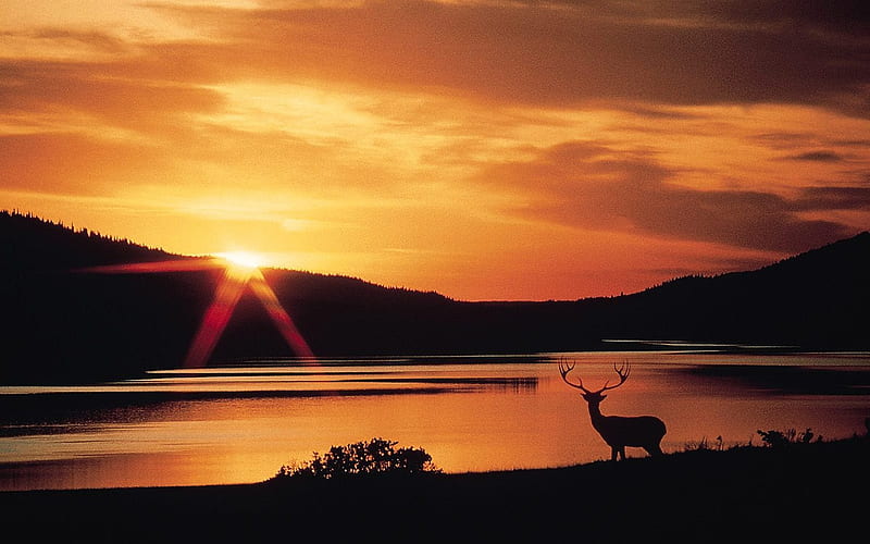 Sunset in the reindeer, HD wallpaper