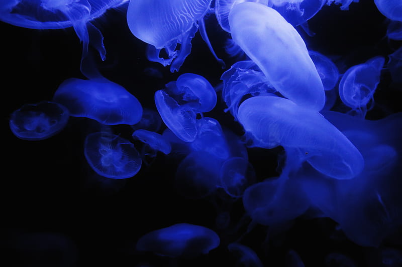 jellyfish, blue, glow, underwater world, dark, HD wallpaper