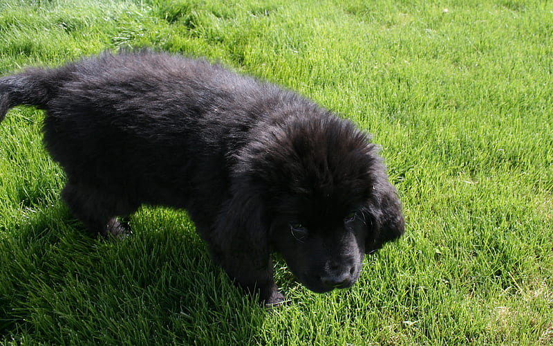 Newfoundland black puppy, green grass, black dog, HD wallpaper