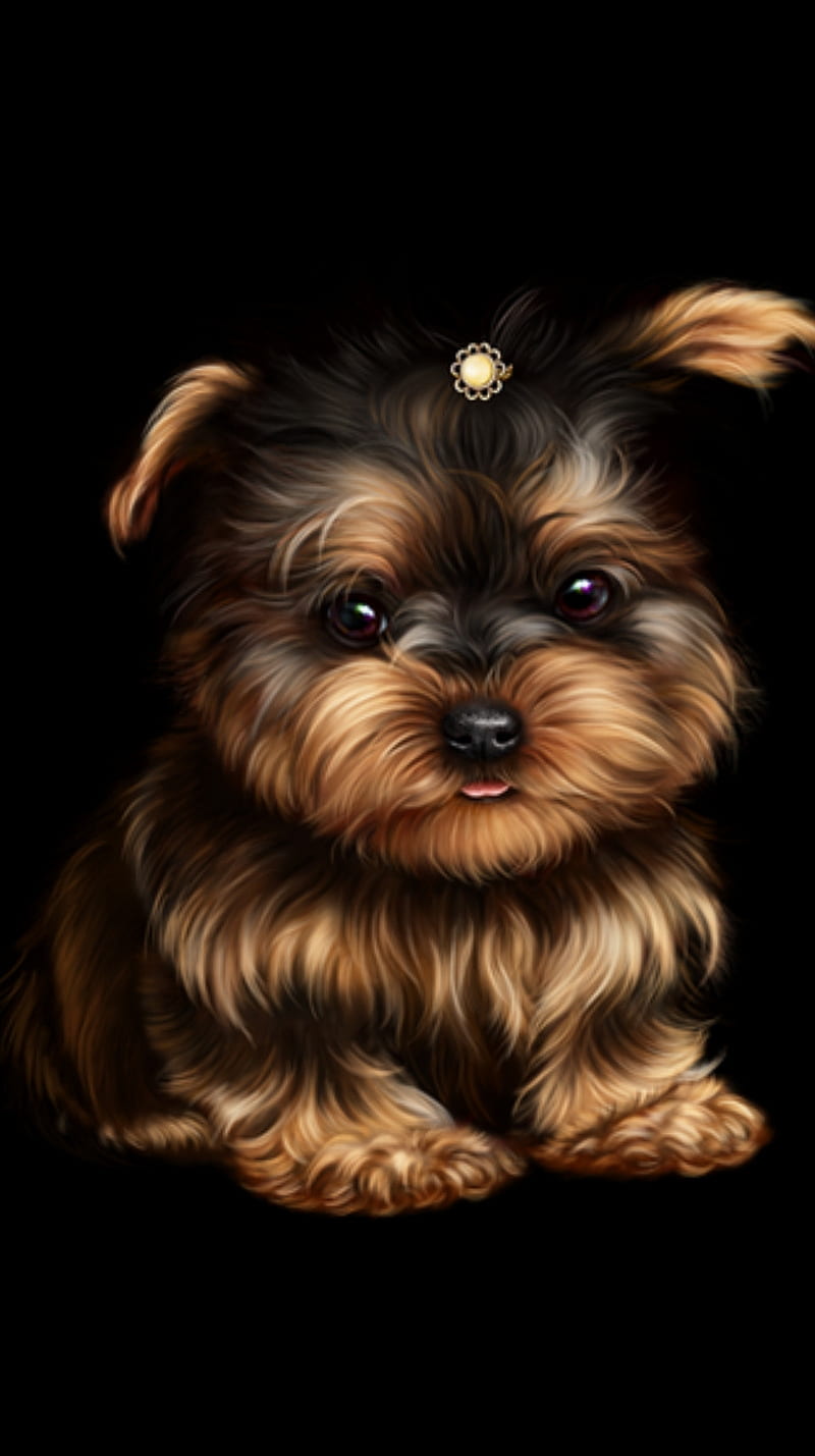 Yorkie dog, cute, HD phone wallpaper