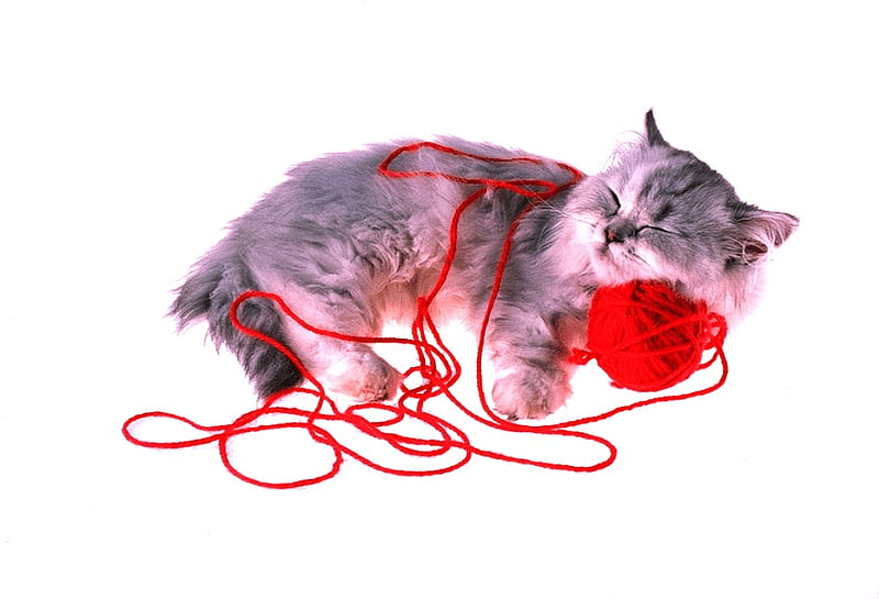 play time over, furry, cute, red, ball, yarn, dreaming, white, sleeping, HD wallpaper