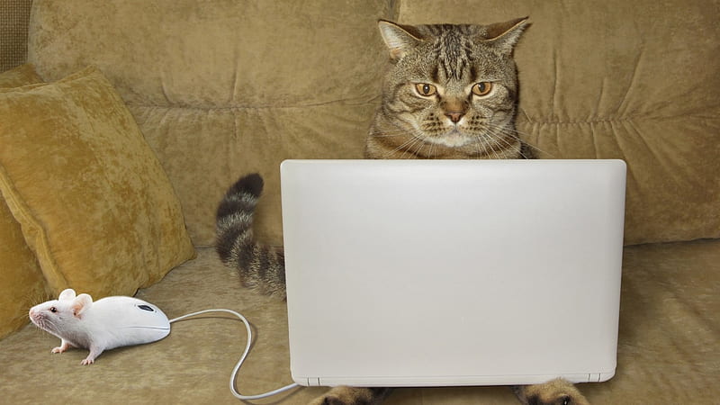 Funny Cat, cute, mouse, funny, laptop, cat, animal, HD wallpaper