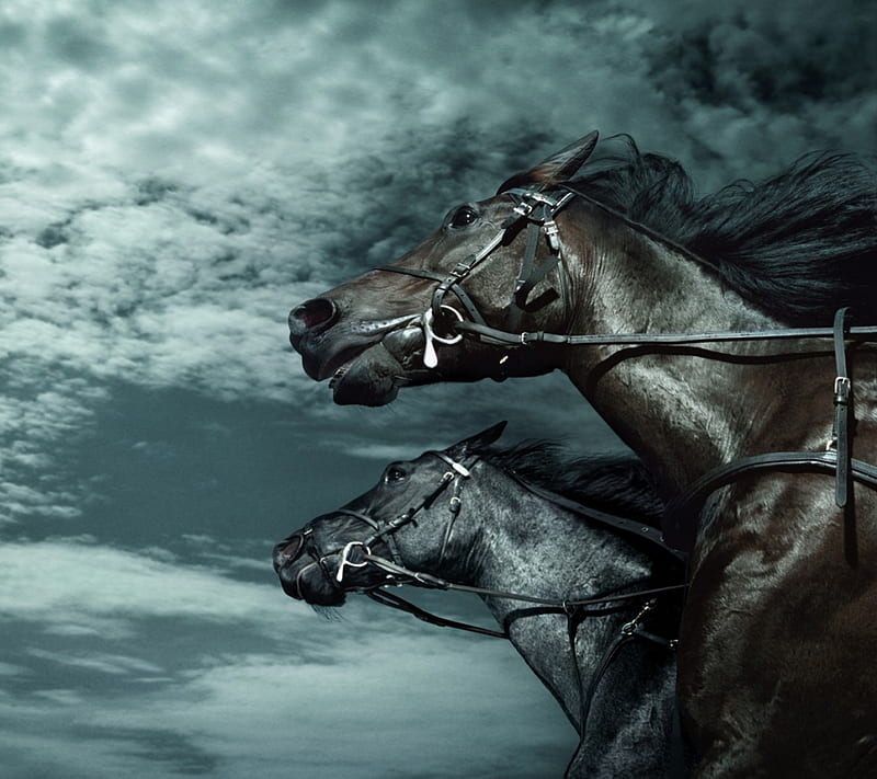 BLACK HORSES, bbgt, oopr, HD wallpaper | Peakpx